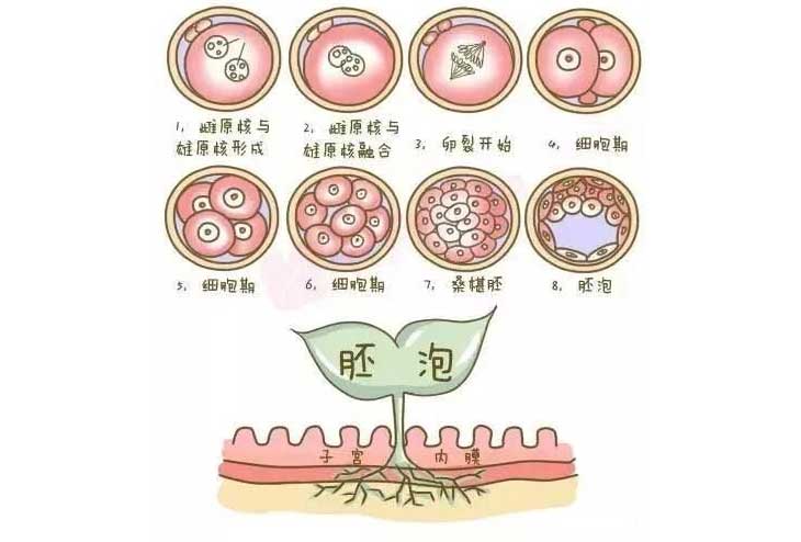 大龄与生育力的关联