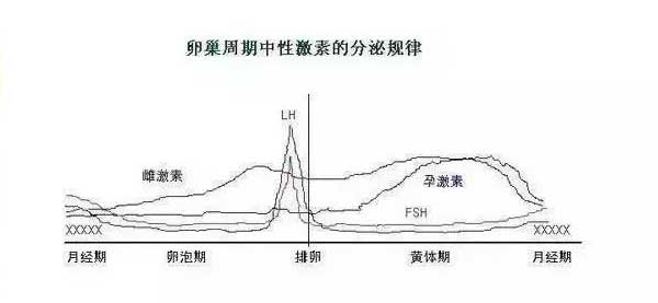 性激素的分泌规律