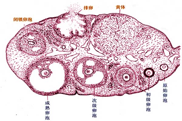 卵泡多大会排卵