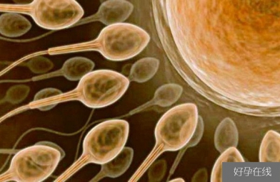 备孕试管婴儿知识_超级精子是什么，精子活力太高也会造成不育？